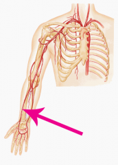 The main artery of the lateral forearm