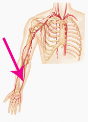 The main artery of the medial forearm