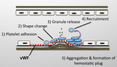 This is primary hemostasis:
- Platelet adhesion and activation is triggered by exposure to subendothelial collagen and von Willebrand factor (an adhesive protein) due to damaged endothelial cells.
- vWF is on the subendothelium.
- Platelets become...