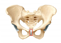 The anterior joint of the two pubis bones in the pelvis.
Has a small bit of cartilage to allow for some movement.
Pressure during an exam can reveal life threatening fractures