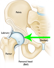 Hip joint


Ball-joint where the head of the femur fits into the pelvis