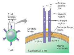 The antigen receptor on T cells; a membrane-bound molecule consisting of one α chain and one β chain linked by a disulfide bridge and containing one antigen-binding site.