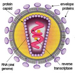 Retroviridae are all +ssRNA viruses that are enveloped. They have 2 +ssRNA genomes, 2 reverse transcriptases, and 2 tRNA primers.