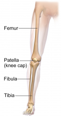 Bones: Femur, Patella, Fibula, Tibia, Tarsals, Metatarsals, Phalanges


Arteries: Femoral
