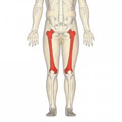 Most proximal lower extremity bone
Strongest bone in the body
Longest bone in the body