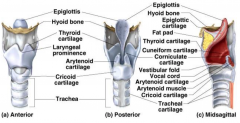 epiglottic
thyroid
cricoid
arytenoid
corniculate
cuneiform