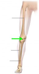Kneecap


Covers and protects the anterior articular surface of the knee joint