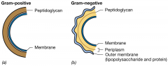 חיידקי גראם חיוביים - שכבה עבה של פפטידוגליקן וממברנה מתחת.


חיידקי גראם שליליים - ממברנה חיצונית, מתחת יש שכבה דקה של פפטידוגליקן (במרחב...