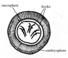 oncospheres,
hexacanth, 
taenia