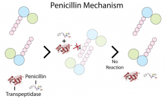 Transpeptidase יוצר קשר עם פניצילין וזה מונע את הפעילות של הטראנספפטידאז.
 PBP - Penicillin Binding Protein.
 במקרה הזה טראנספפטידאז הוא PBP.