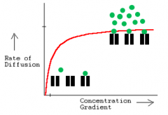 Describe this graph to show how the 
concentration gradient effects rate of diffusion: