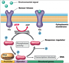 -2 component
regulatory system      
-the
sensor kinase detects the environmental signal and autophosphorylates  
-the phosphoryl
group on the sensor kinase is then transferred to a response regulator
--the phosphorylated response regulator...