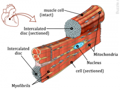 Involuntary muscle
Found only in the heart
Coroary arteries supply blood and are sensitive to O2 deprivation
Electrical systems controls heart rate
Rely on an available blood and electrical supply to deliver oxygen and nutrients and remove waste p...