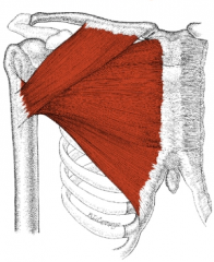 Pecs


Thick, fan-shaped muscle, situated at the chest
Flexes and rotates arms