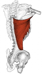 Lats


larger, flat, dorso-lateral muscle on the trunk, posterior to the arm
Extends and rotates the arms