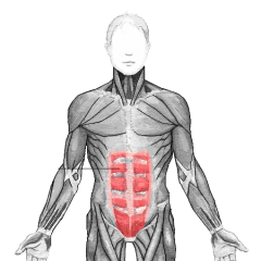 Abs


long flat muscle, which extends along the whole length of the front of the abdomen
Flexes and rotates spine