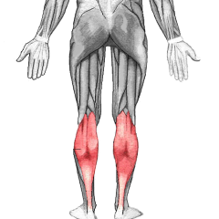 a very powerful superficial bipennate muscle that is in the back part of the lower leg
Points toes away from head