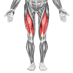 Quads


large muscle group that includes the four prevailing muscles on the front of the thigh
Extends lower leg