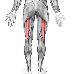 muscle of the posterior (the back) thigh
Flexes lower leg
