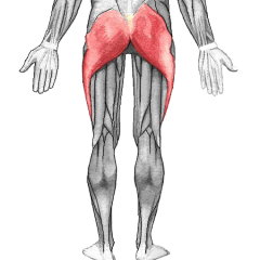 three muscles in each buttock that move the thigh, the largest of which is the gluteus maximus
Extends and rotate leg
