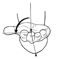 Rotation of the forearm so that the palm faces anteriorly or up