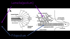 F-actin:
Periphery
Lamella: actin bundles cross-linked into a net
Filopodia: actin bundles polarised to form larger bundles


treadmills in resting growth cone, from periphery to central


Tubulin
centre
Microtubules
dragged sporadically into filo...