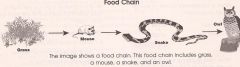 What do the arrows represent in a food chain?
 