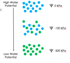 A) High Water Potential




C) Low Water Potential