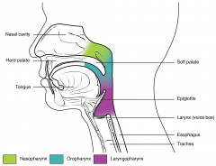 Throat


Divided into 3 parts: Nasopharynx, Oropharynx, and Laryngopharynx