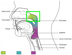 The space above the soft palate at the back of the nose and connects the nose to the mouth