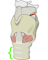 * Apart of the lower airway


* About 5" long semi-rigid tube


* Supported by incomplete rings of cartilage


* Ends at the carina and divides into two smaller tubes