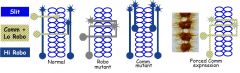 Drosophila
Robo encodes R for Slit (inhibitory protein)


Robo protein is expressed at high levels on axons that don't cross midline


C. axons initially express low levels, high levels after cross


Robo mutants: no protein.
axons go back and for...