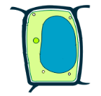 Osmosis: What happens to the plant cell if the solution is hypertonic?