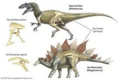 2 groups of dinosaurs
