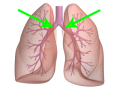 * Labeled Left and Right


* Tubes that connect the trachea to the lungs