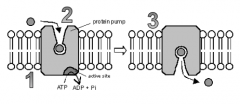 Active Transport: 
Describe the parts
labelled in the diagram: