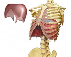 * Dome shaped muscle (like a parachute)


* The primary muscle in breathing


* Unique because it has both voluntary and involuntary properties


* Only pierced by the great vessels and esophagus