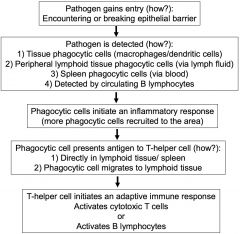 antigen presentation- macrophages and dendritic cells present antigen to SPECIFIC T-helper CD4 cells