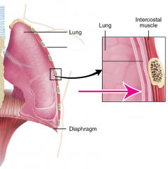 The outside covering of the lungs