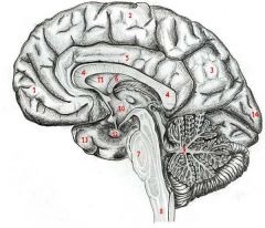 Nævn så så mange strukturer af hjernen som muligt (se billede).