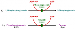 3-phosphoglycerate kinase and pyruvate kinase each perform substrate-level phosphorylation, ADP->ATP (2 ATP produced)