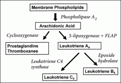 oversynthesis of leukotrienes

ASA & other NSAID's inhibit cyclooxygenase and decrease prostaglandin E2, resulting in a net increase in leukotrienes due to uninhibited production. 

Leukotrienes are also known as the slow reacting substances o...