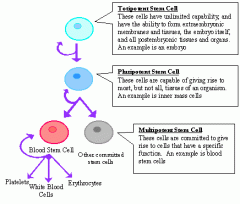 Nævn og beskriv kort de tre typer stamceller der findes.