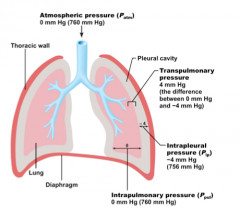 Breathing caused by the Diaphragm, intercostal muscles, abdominal muscles and pectoral muscles contracting which forms a negative space in the chest cavity which then pulls the lungs open and vaccumes air into the lungs.