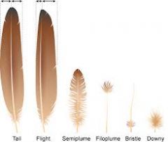 feather types