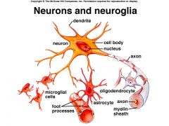 the myelin sheath around more than one axon in the CNS.