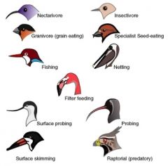 Bird beaks/ bills
