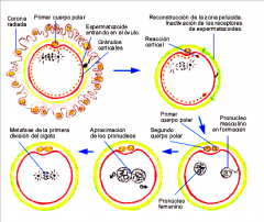 Desarrollo embrionario  y ciclo menstrual