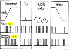 Group Ia - Rate of stretch
Group II - Length of fiber