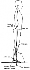 - gastroc-soleus
- quadriceps
- hip extensors
- paraspinals
- neck extensors
